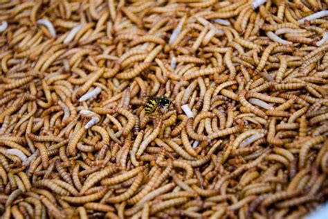 The Troubling Nature of Maggots in Eye Dreams