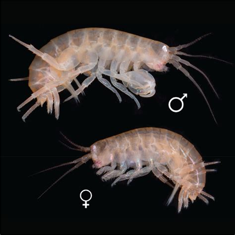 The Unexpected Link between Mini Crustaceans in Dreams and Personal Evolution
