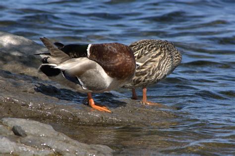 The Unexpected Origins: A Headless Duck Caught on Camera