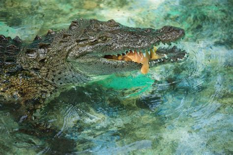 The Unexpected Significance of Encountering a Crocodile in your Dreams