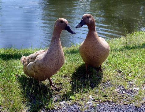 The Variety and Flexibility of Duck Species