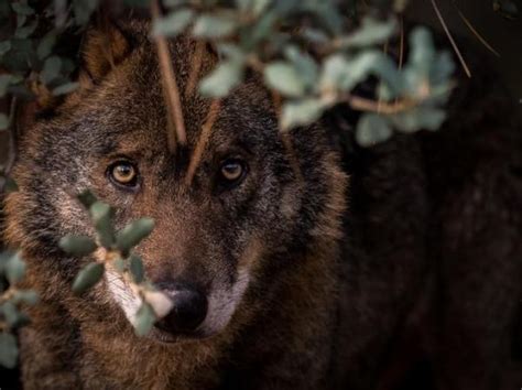 The Various Categories of Wolf Dreams: Exploring their Distinct Significance
