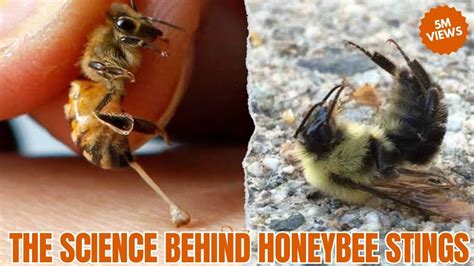 The Veiled Significance Behind Honeybee Stings in One's Reveries