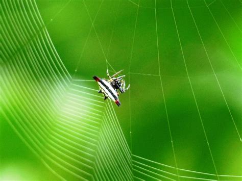 The Weaving Spider: A Metaphor for Creativity