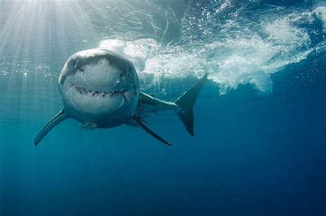 The White Shark: A Formidable and Misunderstood Predator