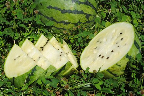 The White Watermelon: A Rare and Exquisite Delight