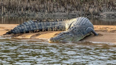 The correlation between visions of combatting a crocodile and triumphing over obstacles in real life