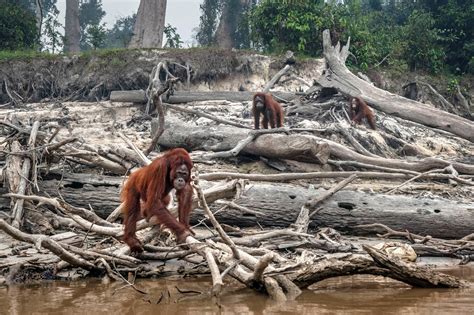 Threats to Bird Habitats: Human Impact and Climate Change