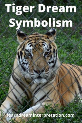 Tiger as a Symbol of Power: Interpreting the Cryptic Messages in Your Nighttime Visions