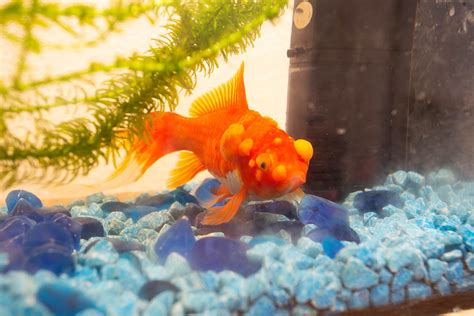 Tips for Analyzing and Contemplating Dreams of Ailing Goldfish