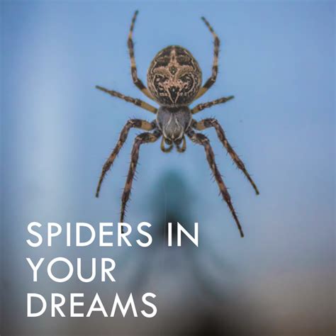 Tips for Analyzing and Decoding Spider Pursuit Dreams