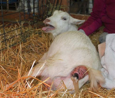 Tips for Decoding and Understanding Enigmatic Visions of Goat Birth