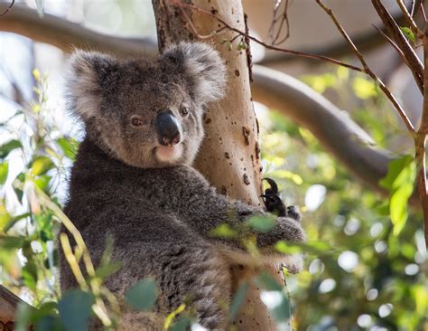 Tips for Planning a Trip to Encounter Wild Koalas