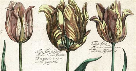 Tulipmania: Unveiling the Historical Obsession with Tulip Blooms