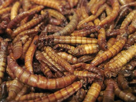 Types of Insects Discovered in Edible Items