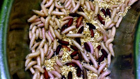 Unconventional Organisms: Maggots as Valuable Allies in Wound Healing Process