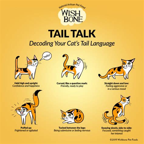 Uncovering the Hidden Meanings in Feline Tail Dreams
