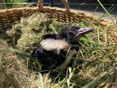 Uncovering the Timeline of Magpie: From Hatchling to Mature