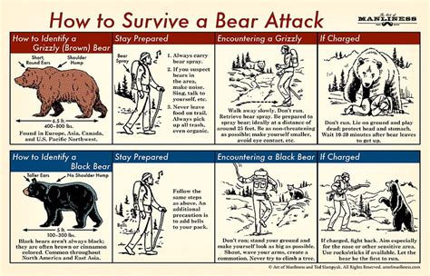 Understanding Bear Attacks and How to React