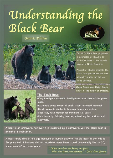 Understanding Bear Behavior