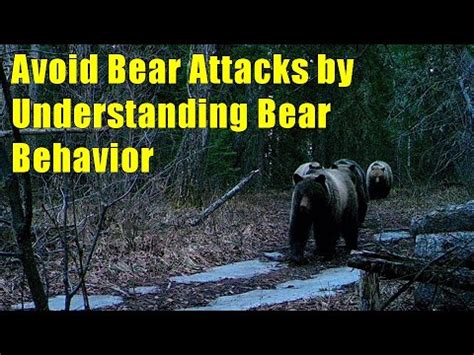 Understanding Bear Behavior and What Drives Them to Intrude Residential Dwellings