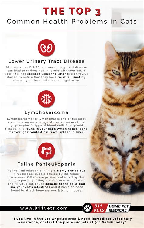Understanding Common Health Issues in Cats and How to Prevent Them