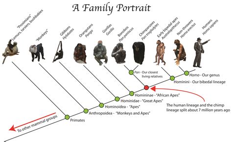 Understanding Dreams Involving the Act of Eliminating a Primate: Interpretations and Significance