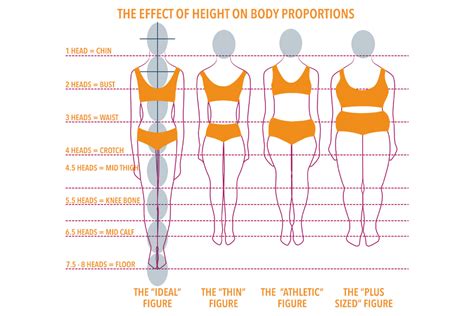 Understanding Jodi Model's Height and Body Measurements