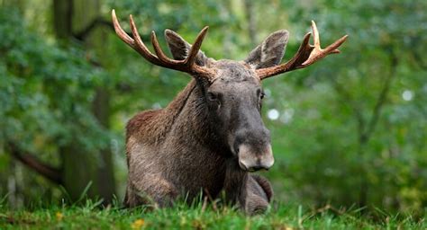 Understanding Moose Behavior: Insights into the Hunt