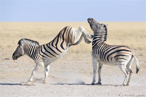 Understanding the Art of Zebra Combat