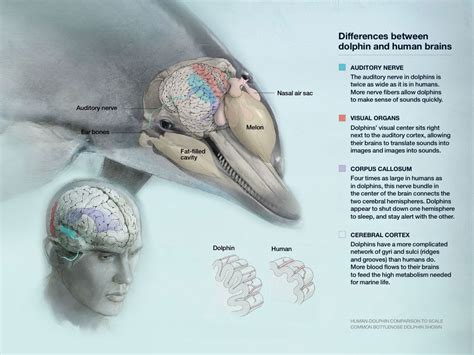 Understanding the Cognitive Capabilities of Dolphins: Shedding Light on Their Advanced Intelligence