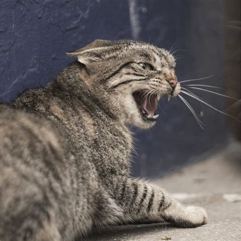 Understanding the Connection Between Feline Behavior and Aggression