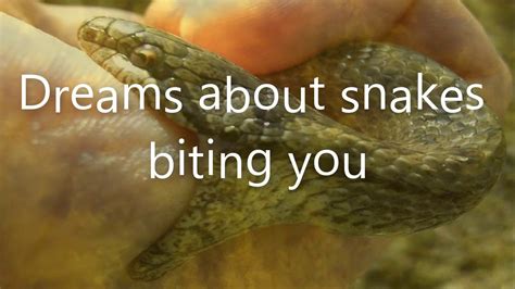 Understanding the Harmlessness of Snake Bites in Dreams