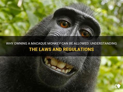 Understanding the Legalities of Monkey Ownership