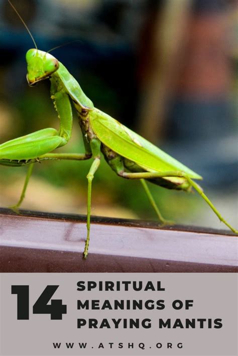 Understanding the Message: What does the Praying Mantis Symbolize in Dreams?