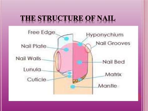 Understanding the Phenomenon of Unintended Parting of Nails in Reveries