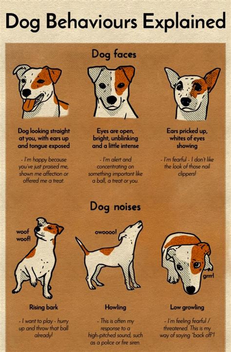 Understanding the Possible Meanings of Canine Behavior During Automotive Incidents