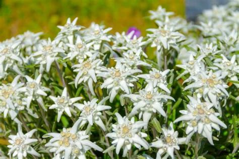 Understanding the Significance of Edelweiss's Stature in the Industry