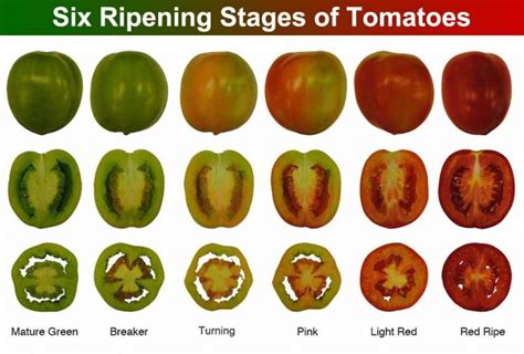 Understanding the Significance of Tomato Ripeness