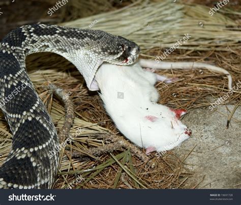 Understanding the Significance of a Serpent Consuming Field Rats