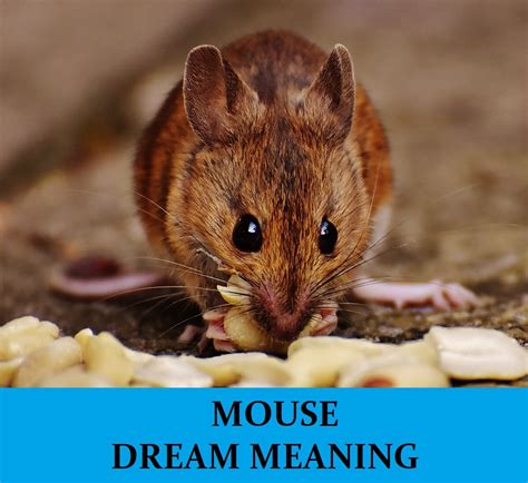 Understanding the Symbolic Meaning of Mouse Dreams in Pregnancy