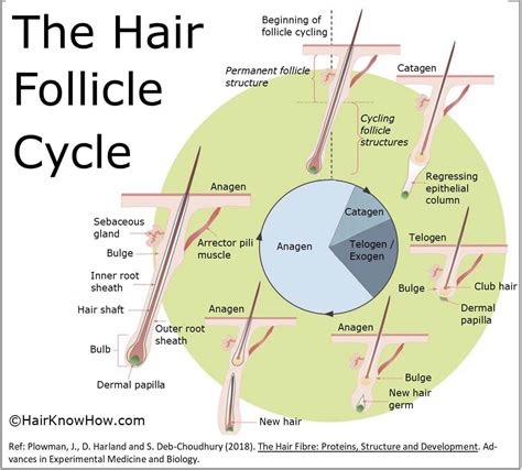 Understanding the Varied Forms of Hair Trimming Visions