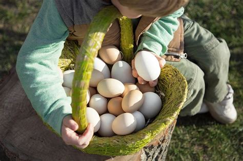Unleashing Potential: Decoding the Symbolic Representation of Dreams about Gathering Eggs