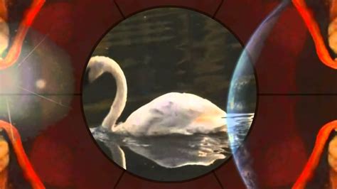 Unlocking the Enigmas of Swan Nipping Reveries