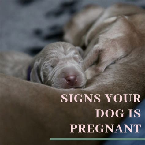 Unlocking the Potential of Canine Reveries for Expectant Mothers