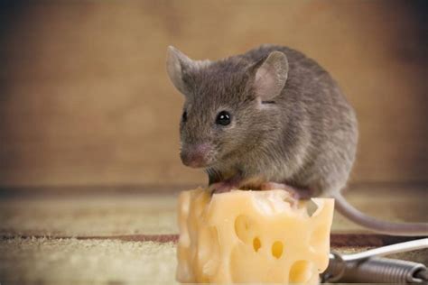 Unlocking the Psychological Significance Behind Intrusions of Enormous Rodents in Your Residence