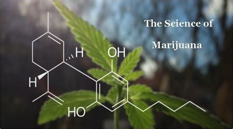 Unlocking the Science Behind the Cannabis High