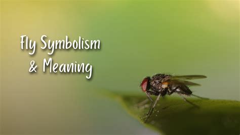 Unlocking the Symbolic Significance of Yellow Flies in the Realm of Dreams