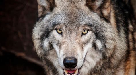 Unraveling the Hidden Messages and Wisdom in Wolf Dream Interpretation