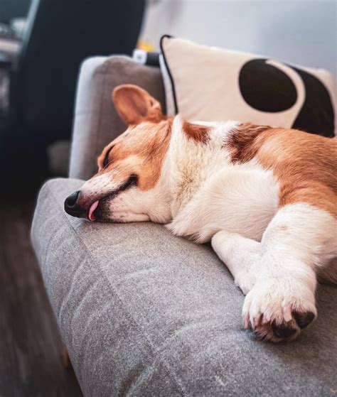 Unraveling the Link Between Canine Rexing and Emotional Experiences During Sleep